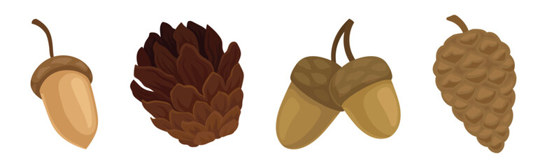 Wall Mural - Fir or Pine Cones and Acorns as Seed Containing Plant Part Vector Set