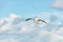 Seagull In The Sky. Seagull Flying Free. Seagull Bird In Summer. Photo Of Seagull