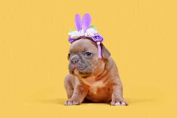 Wall Mural - French Bulldog dog puppy dressed up as Easter bunny with rabbit ears headband with flowers on yellow background