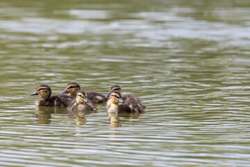 Wall Mural - A flock of little ducklings swim under the supervision of a large duck along the pond. Photo of wild nature.