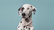 © Moon Project - Elegant dog with dress suit, dog for a special occasion. Dog businessman in jacket, shirt, bow tie or tie and hat. Pastel colors and backgrounds. Business animals in suit jackets.