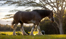 Clydesdale Horse Eating Grass Against Golden Light Sunset In The Grazing Stables Field