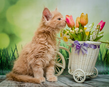 Cute Ginger Kitten Sniffs Spring Flowers In A Basket