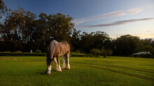 Clydesdale Horse Eating Grass Against Golden Light Sunset In The Grazing Stables Field