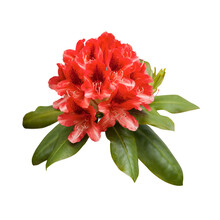 Red Rhododendron Flowers, Png Isolated On Transparent Background