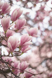 Fototapeta Kwiaty - Vertical image of blooming magnolia tree branch. Tender pink flowers with beautiful bokeh. Spring time. Beginning of spring.