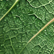 A green leaf texture with water drops in a macro view.