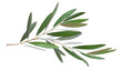 Two olive branches with green leaves isolated on white background