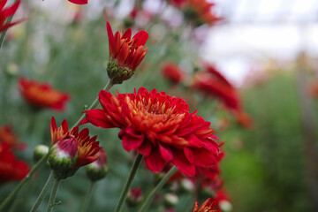 Wall Mural - Red Chrysanthemum flowers in full bloom