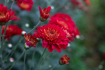 Wall Mural - Red Chrysanthemum flowers in full bloom