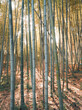 Bambuswald im Gegenlicht