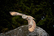 Siberian owl - Bubo bubo sibiricus flies