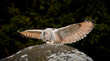 Siberian owl - Bubo bubo sibiricus caught the mouse