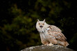 Siberian owl - Bubo bubo sibiricus sitting on a rock and makes warning sounds