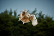 flying big predator Siberian owl - Bubo bubo sibiricus