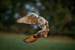  Siberian owl - Bubo bubo sibiricus taken in flight
