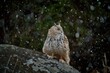 Siberian owl - Bubo bubo sibiricus sitting on a rock in the falling snow