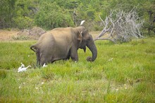 Adult Sri Lankan Elephant On The Road. Sri Lankan Elephant (Elephas Maximus Maximus). Yala National Park. Sri Lanka