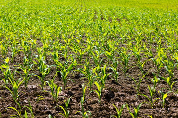 Wall Mural - green field with young corn in sunlight.