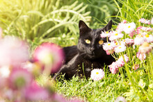 Spring Garden And Cat Free Stock Photo - Public Domain Pictures