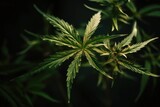 Fototapeta Natura - Cannabis plant detail on dark background Generative AI