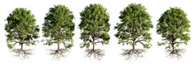 Trees With Roots, Collection Of Beautiful Tree Groups, Isolated On Transparent Background
