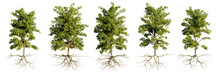 Trees With Roots, Collection Of Beautiful Tree Groups Isolated On Transparent Background