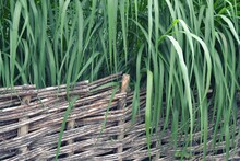 Wicker Rustic Fence For A Flower Bed With Overhanging Long Green Leaves Of Decorative Sedge. Wicker Fence. Nature And Spring. Dacha Or Park.