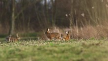 European Hare Doe Fights Off Male (buck) Trying To Mate With Her - Mating Season