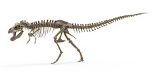 Tyrannosaurus Rex Skeleton On Isolated. Png Transparency