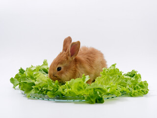 Wall Mural - rabbits and fresh greens salad parsley carrot cabbage on a white background