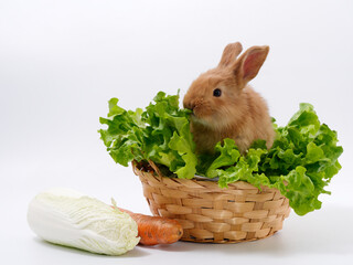 Wall Mural - rabbits and fresh greens salad parsley carrot cabbage on a white background