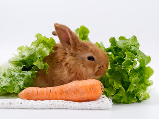 Wall Mural - rabbits and fresh greens salad parsley carrot cabbage on a white background