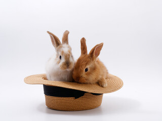 Wall Mural - funny cute rabbits in a hat on a white background