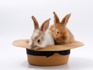 Wall Mural - funny cute rabbits in a hat on a white background