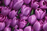 Fototapeta Tulipany - Spring Purple, Blue, Lavender, Tulip Tulips Flower Flowers Seamless Repeating Repeatable Texture Pattern Tiled Tessellation Background Image