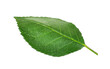 © FireflyLight - Close-up of green textured leaf isolated on transparent background, apple leaf