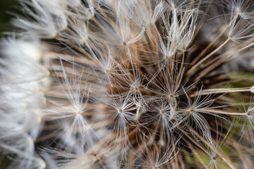 Dandelion abstract background. Beautiful white fluffy dandelions, dandelion seeds in sunlight. Blurred natural green spring background, macro, selective focus, close up