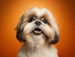 Beautiful portrait of white brown shih tzu puppy with innocent face isolated cutout on orange background