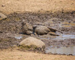 A warthog enjoying a mud bath in a mud wallow in the Kruger National Park.