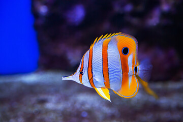 Butterfly fish-tweezers helmon (lat. Chelmon rostratus) with yellow stripes and a beautiful muzzle on the background of the seabed. Marine life, exotic fish, subtropics.