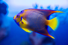 Angel Fish-royal Isabelita (Latin Paracanthurus Hepatus) Of Bright Blue Yellow Color Against The Background Of The Seabed. Marine Life, Exotic Fish, Subtropics.