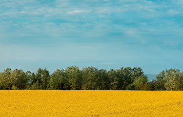 Blooming rapeseed (Brassica napus) field with trees and sky in background, beauty in nature