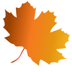autumn maple leaf