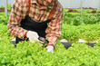 © Prathankarnpap - Cropped shot of young farmer examining the quality, observing organic vegetable with magnifying glass in hydroponic greenhouse