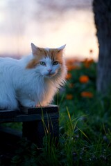  Chat roux et blanc dans la nature au coucher du soleil - animal portrait regard