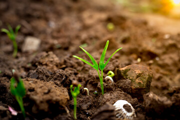 Wall Mural - Sprouted water spinach growing on soil. Young seedling is growing for new life. Save environment concept.