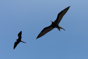 Wall Mural - two great frigatebirds (Fregata minor) flying in blue sky