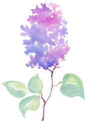 Wall Mural - Lilac flower. Watercolor illustration. Hand-painting	
