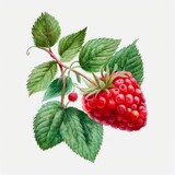 Fototapeta Sypialnia - Watercolor illustration of ripe raspberries with leaves on white background. Generative AI.